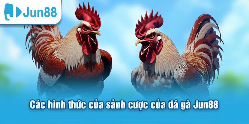 Các hình thức của sảnh cược của đá gà Jun88